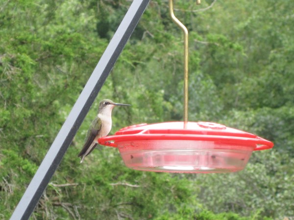 Hummingbirds and Butterflies 2011 006